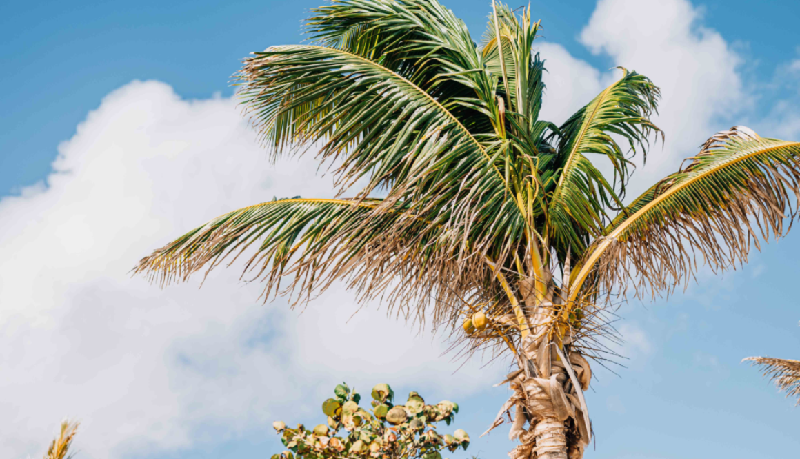 sorobon-bay-hotel---blog-post-what-tot-do-at-a-bonaire-hotel-for-a-serene-stay-