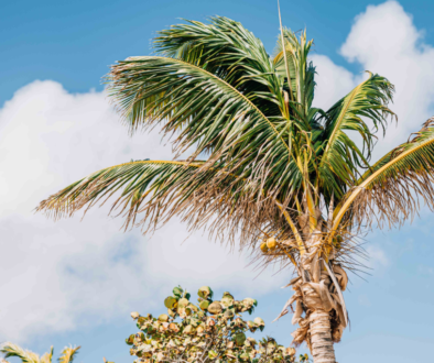 sorobon-bay-hotel---blog-post-what-tot-do-at-a-bonaire-hotel-for-a-serene-stay-